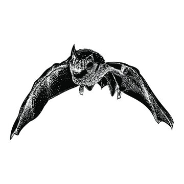 black bat flying white background clip art preview