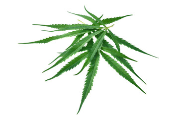 Naklejka na ściany i meble Green Cannabis leaf isolated on white.