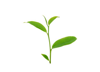 Obraz premium Green tea leaf isolated on white background