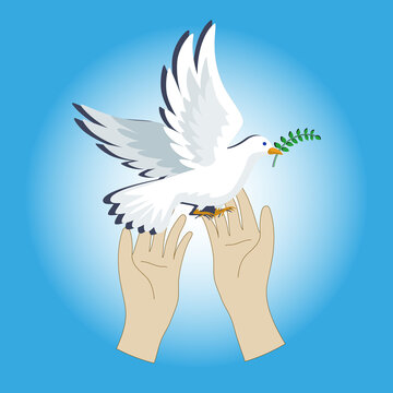 A man, human hands, releases a dove holding a green twig with leaves in its beak - a symbol of peace