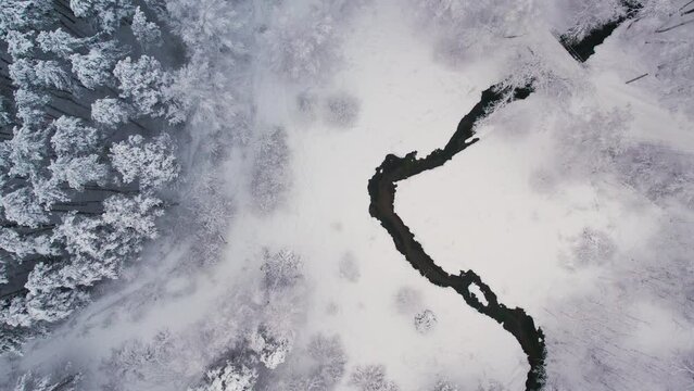 Unfrozen river in winter. Falling snow flakes. Winter coniferous white forest