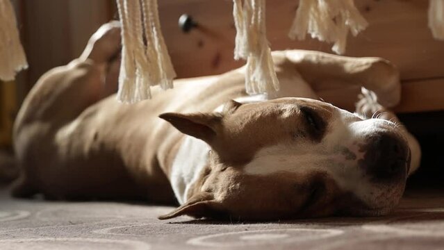 American Staffordshire Terrier dog lies on its back under a swinging hammock