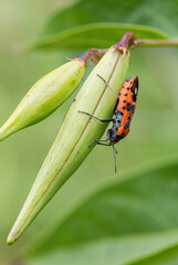 Black-and-Red-bug - Lygaeus equestris, beautiful colored bug from European meadows and grasslands, Czech Republic.