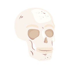 skeleton head bone