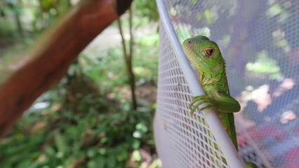 Close up from green and yellow gecko lizard an amphibian who is living in the rainforest