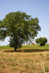 Country road from Borghetto to Corchiano, in Viterbo province