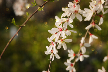 background of spring cherry blossoms tree. selective focus