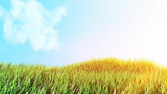 Grass Wind Seamless Loop with Blue Sky 3D rendering. Green ow grass gently swaying in the breeze on a seamless loop.