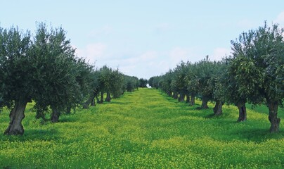 Fototapeta na wymiar Campo de olivos de Mourão junto a la N-385 en Portugal. Olivos alineados y con las aceitunas maduras y listas para ser recogidas en noviembre.