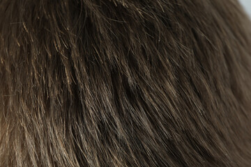 Hairs of young man, close up and selective focus