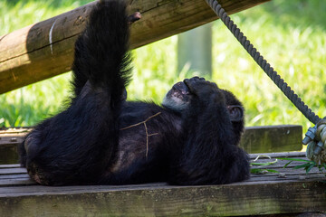 多摩動物公園のチンパンジー