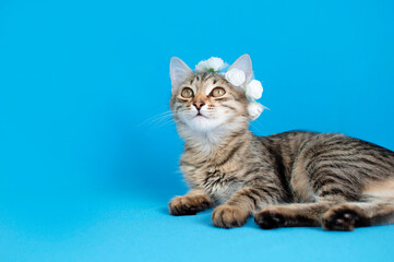 Fototapeta na wymiar Funny portrait of a gray cat with flower wreath on a blue background. Cute fluffy kitten. Place To Copy. Concept of pets