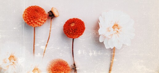 abstract autumn flower  background banner - red and white dahlia flowers - summer autumn greeting card 