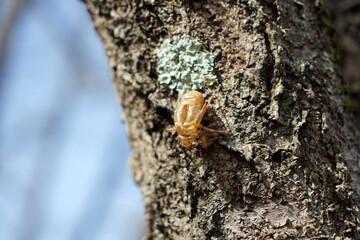 セミの抜け殻