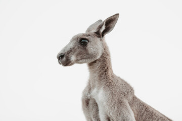 Furry face of an Eastern Grey Kangaroo portrait