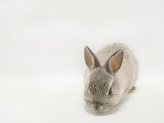 床の匂いを嗅ぐウサギ