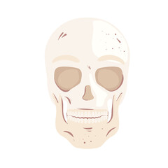 skeleton head front