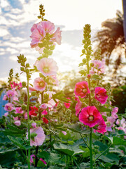 Flowers in the garden and morning light