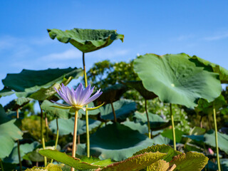 Fototapeta na wymiar blooming lotus in the garden greenery background