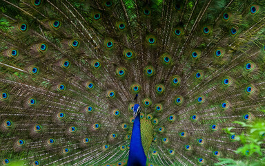 Obraz premium Birds