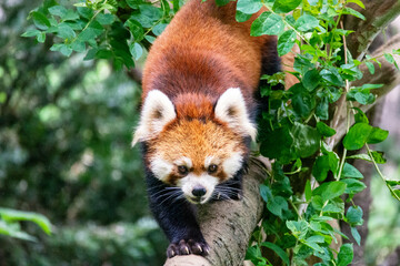 多摩動物公園のレッサーパンダ