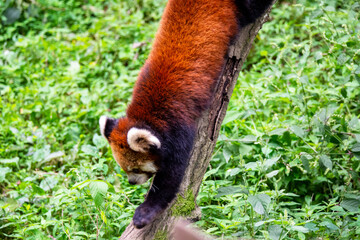 多摩動物公園の木登りするレッサーパンダ