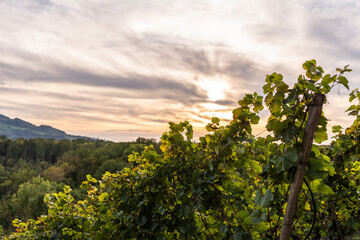 German vines on the edge of the Swabian Alb in sunset