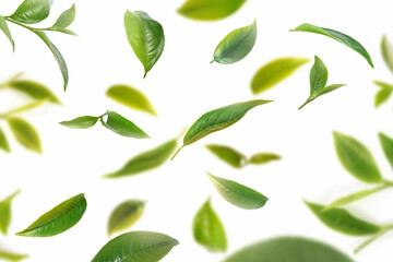 Flying fresh tea leaves on white background - 494860232