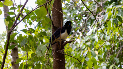 Pássaro preto com peito amarelado no seu habitat natural. Arvoré com pássaro.