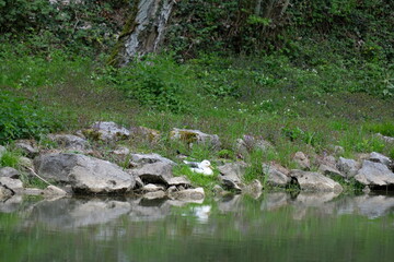 FU 2021-05-08 Neander 120 Am Flussufer sind viele Steine