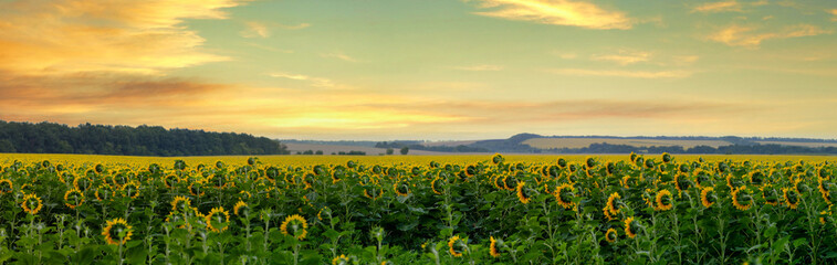 ukraine, field of yellow sunflowers at sunset