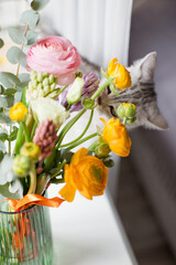 Grey cat is sniffing beautiful bouquet with orange and pink ranunculus flowers, eucalyptus and hyacinth in a green vase