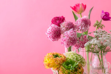 スカビオサ　春の花 　ピンク色の背景