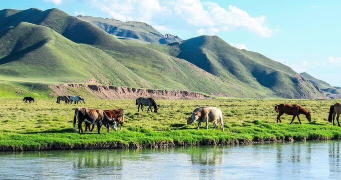 Cows and horses grazing in grassland by river. beautiful grassland natural landscape in Xinjiang, China.