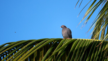 Closeup of red-necked pigeon sitting on the palm