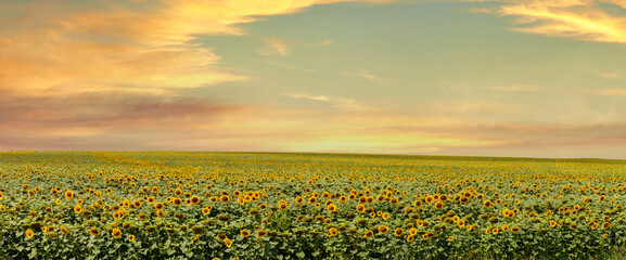 ukraine, field of yellow sunflowers at sunset