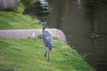 Grey heron (ardea cinerea) on lake shore