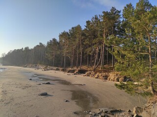 sand dunes and trees