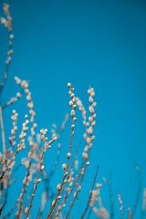 Willow catkins in spring. 