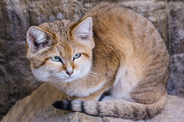 Sand cat lying on rock, Felis margarita