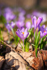 Purple crocus flowers in spring 