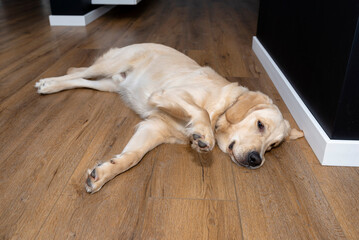 Fototapeta na wymiar A young male golden retriever lies on modern vinyl planks in the living room of a home with his front paw raised.