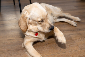 A young male golden retriever lies on modern vinyl planks in the living room of a home with his front paw raised.