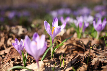 Purple crocus flowers in spring 