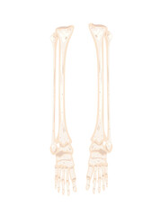 legs skeleton bones