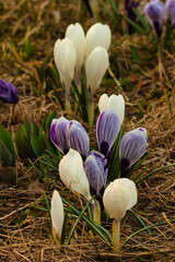 Krokusy © Sagittarius