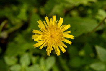 Yellow dandelion growing wild on a wooded slope in Kiryat Tivon in rural northern Israel
