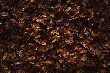 Soil with autumn colored leaves