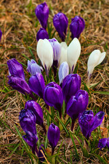 Krokusy © Sagittarius