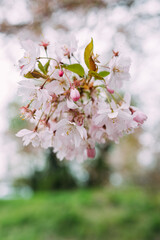 Kirschblüten im Frühling vertikal